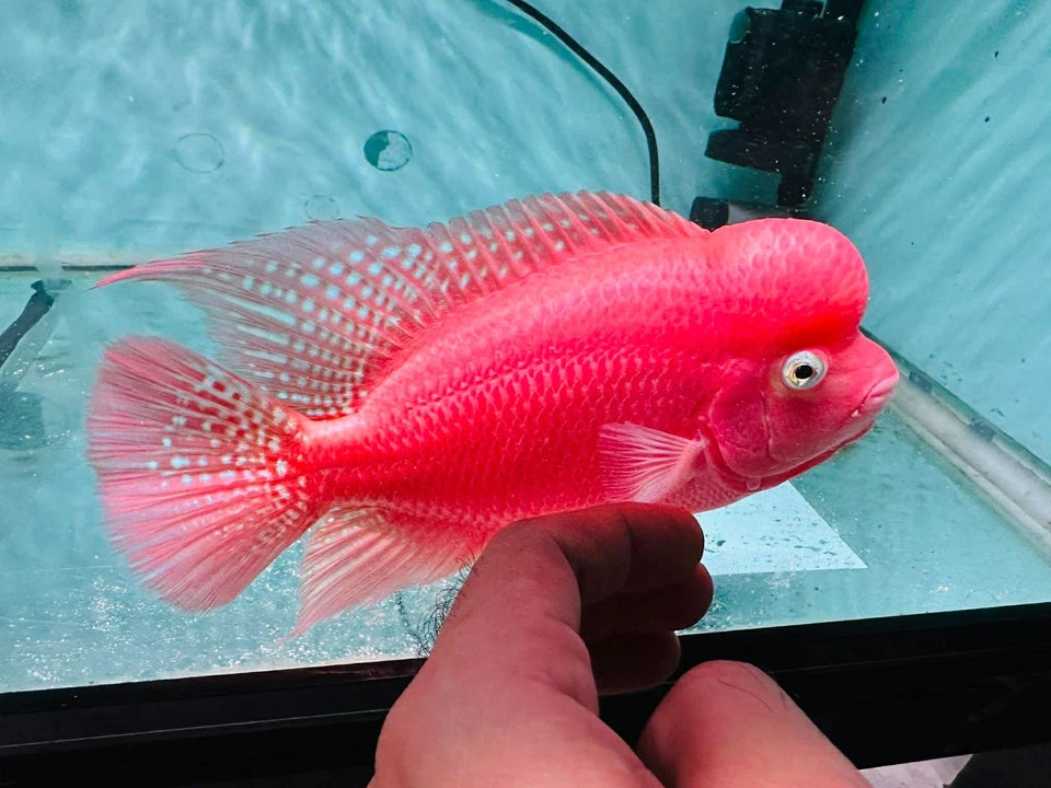 Premium Super Red Monkey PNPV Gen Flowerhorn Full Red & Big Head 5.5 Inches SRM - FAST USA SHIPPING