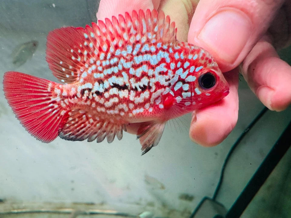 Premium Kamfa Fire Phoenix Flowerhorn - Super Body Flag Fins Beautiful Tail - PNPV Gen - Fast USA Shipping