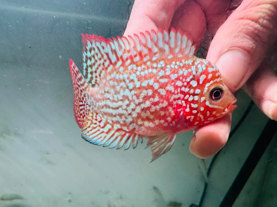 Premium Red Kamfa F2 Galaxy Pearl Flowerhorn 7-9cm Male Fish PNPV KF2 - Fast USA Shipping