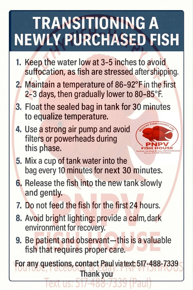 Premium Kamfa F1.5 Classic Flowerhorn Male Fish - Size 4 Inches PNPV F1.5 - USA Fast Shipping