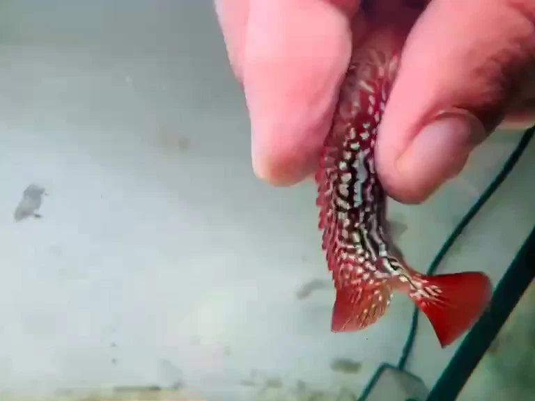 Premium Kamfa Fire Phoenix Flowerhorn - Super Body Flag Fins Beautiful Tail - PNPV Gen - Fast USA Shipping