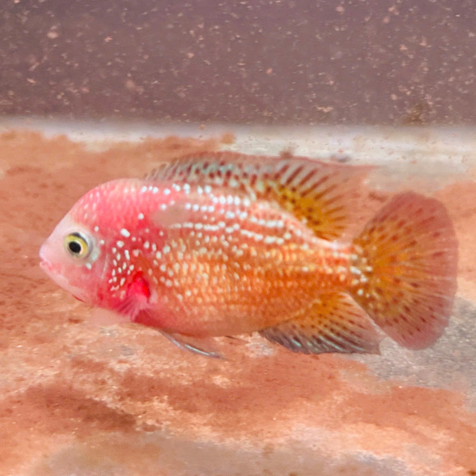 For Sale - Kamfa Classic F1 Fry Size Flowerhorn Fish - Premium Line A+++ at PNPV.US Fish Store USA