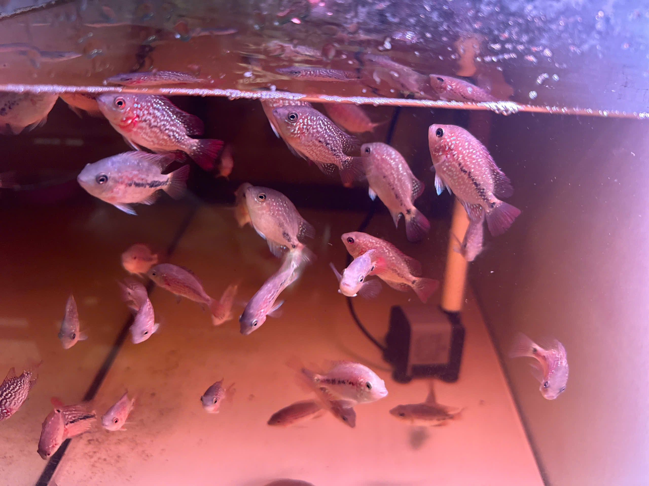 For Sale - Kamfa Classic F1 Fry Size Flowerhorn Fish - Premium Line A+++ at PNPV.US Fish Store USA