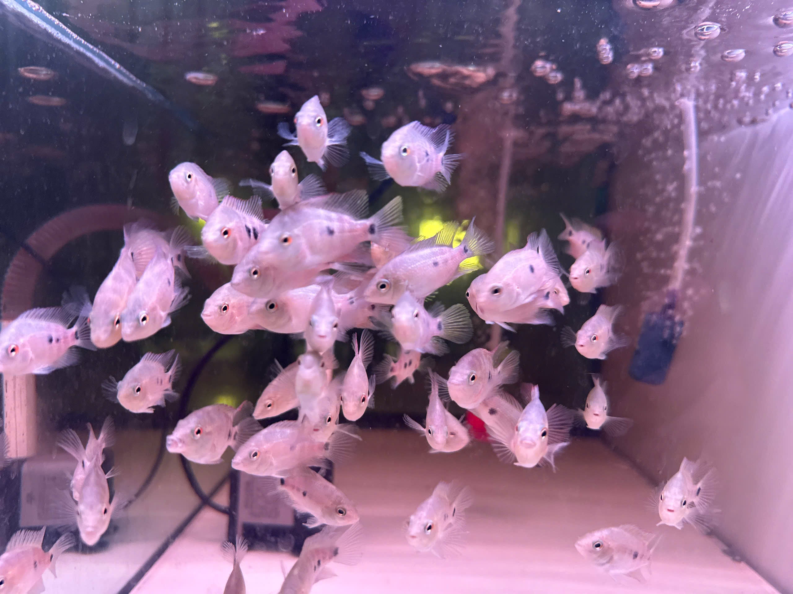 Super Red Monkey Flowerhorn Fry – Pure Red Monkey Line – High Quality – PNPV.US | For Sale