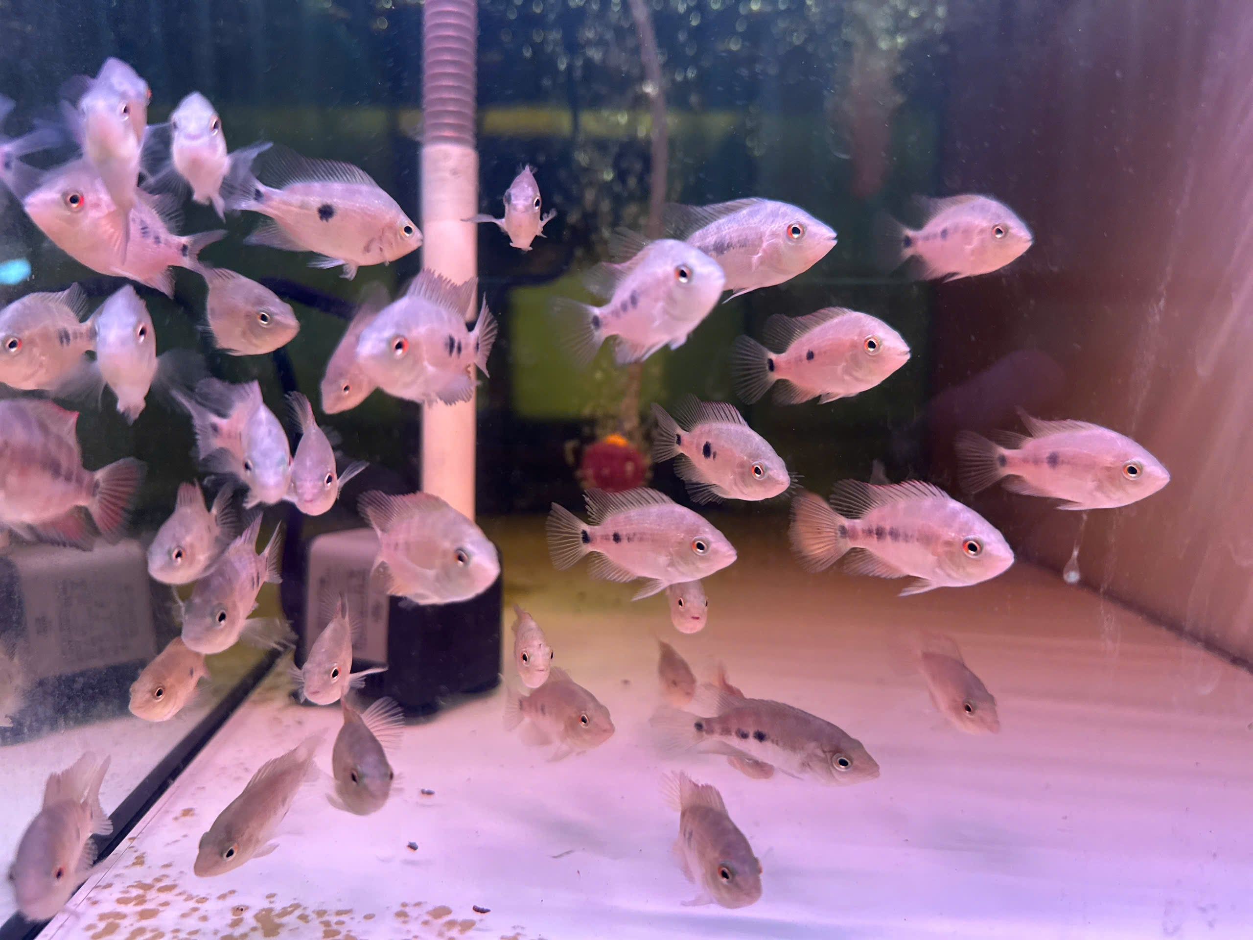 Super Red Monkey Flowerhorn Fry – Pure Red Monkey Line – High Quality – PNPV.US | For Sale