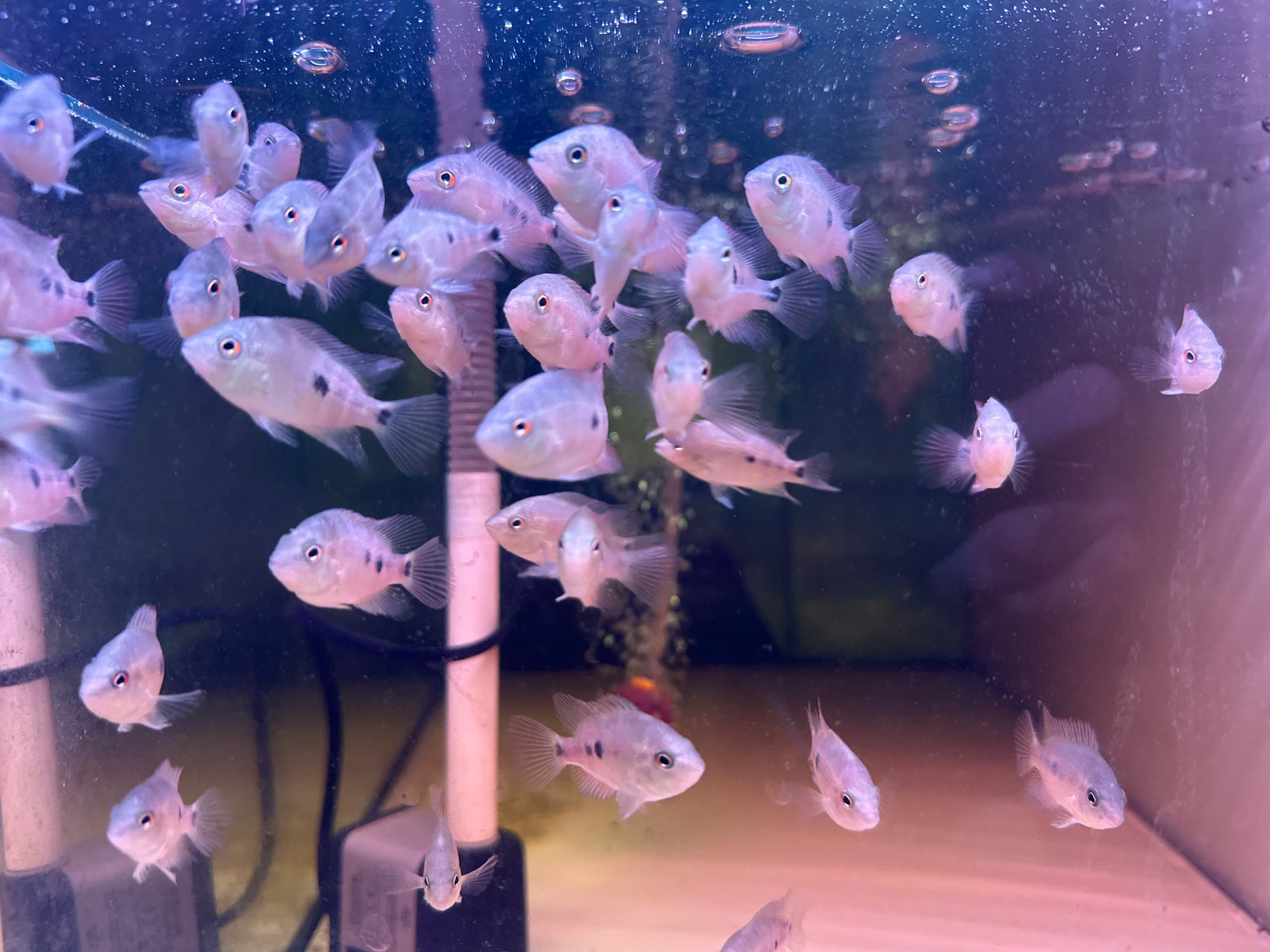 Super Red Monkey Flowerhorn Fry – Pure Red Monkey Line – High Quality – PNPV.US | For Sale