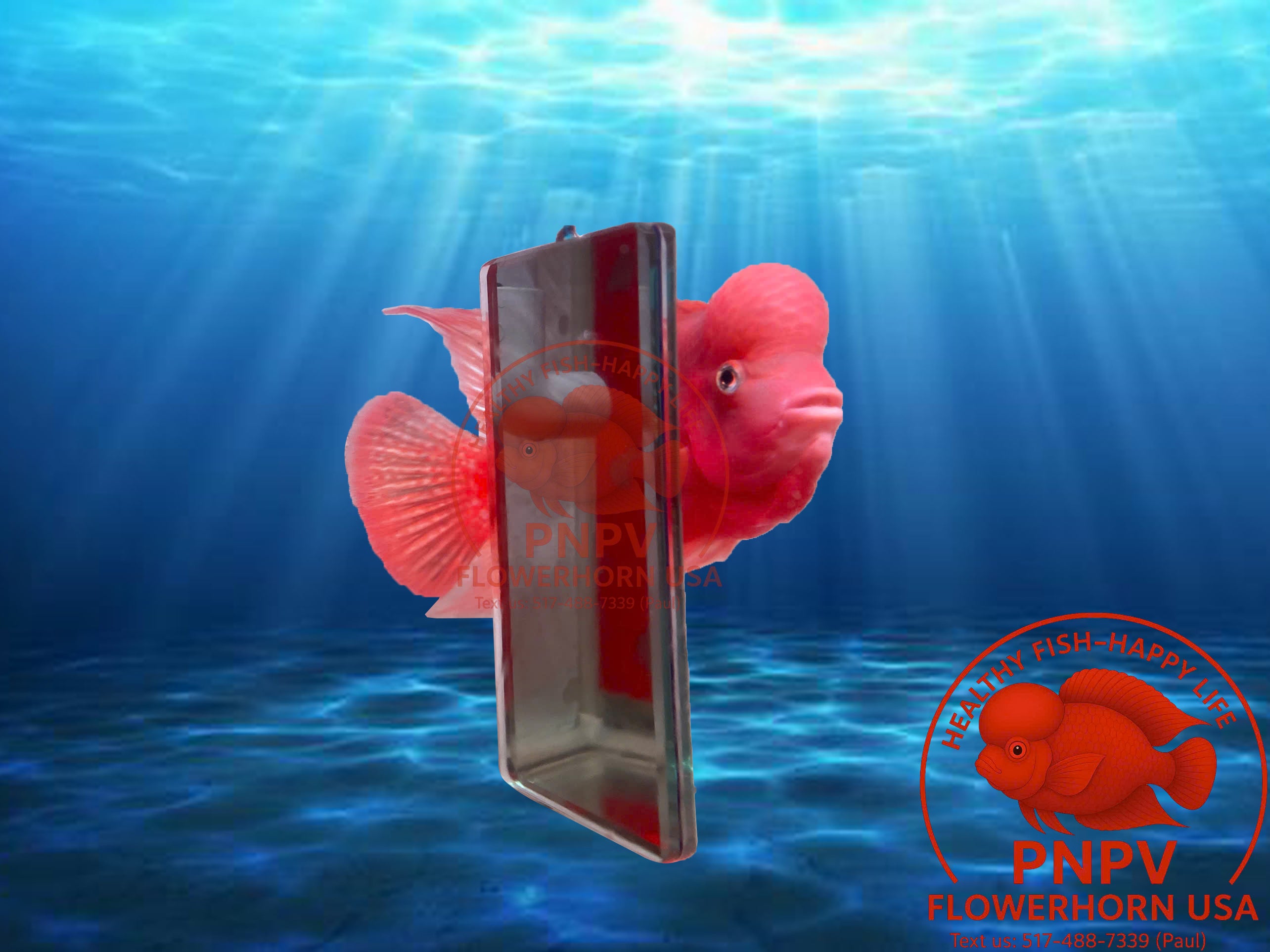 Specialized Flowerhorn Mirror – Stimulates Aggression – Supports Head Growth for Super Red Monkey & Kamfa